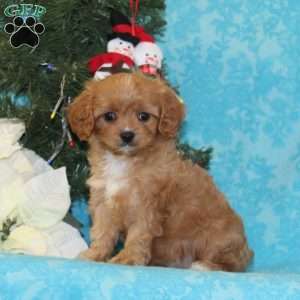 Kangaroo, Cavapoo Puppy